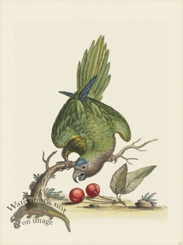 (image for) Edwards 177 Brn Throat Parrakeet