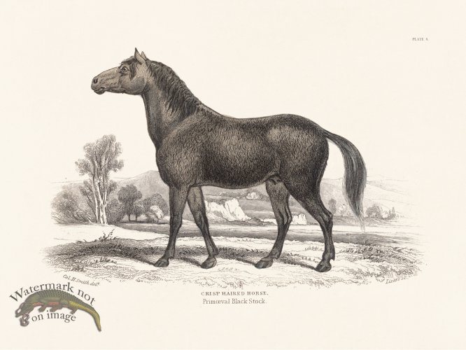 (image for) Jar Horse 08