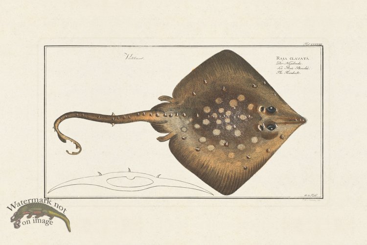 (image for) BLOCH FISH 083