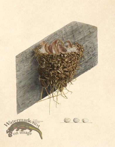 (image for) Eggs of Ohio 013