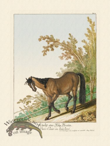 Ridingers Horses 06