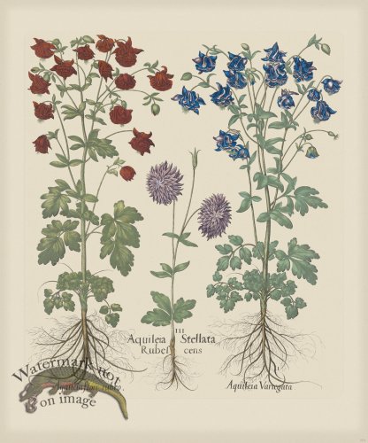 (image for) Besler 171 Colored B2