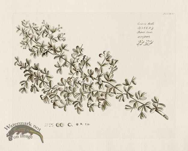 (image for) HORTUS VOl 05 39