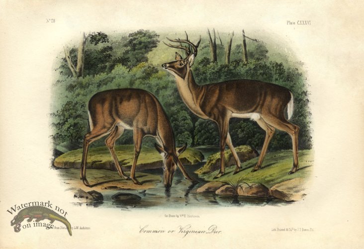Common or Virginian Deer