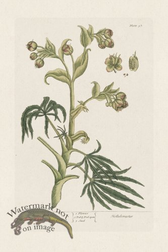 (image for) BEE 057 Bears foot