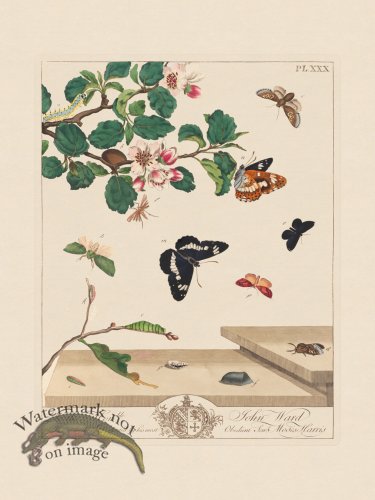 (image for) Moses Harris Insects 30