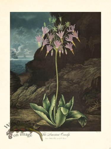 (image for) 27 American Cowslip