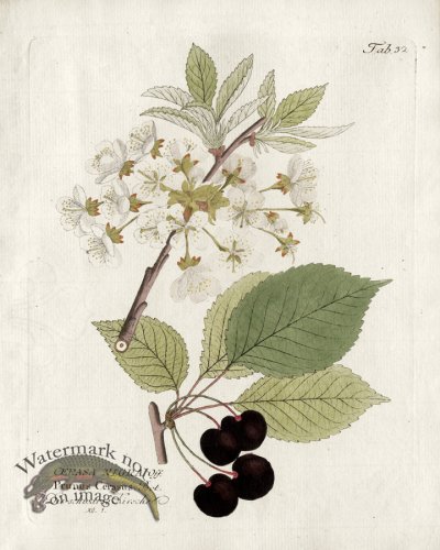(image for) Sour Cherry
