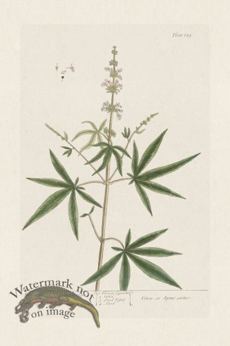 (image for) BEE 139 Agnus castus