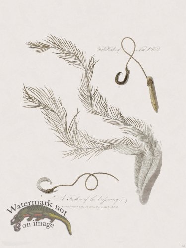 (image for) 62 New Holland Caffowary