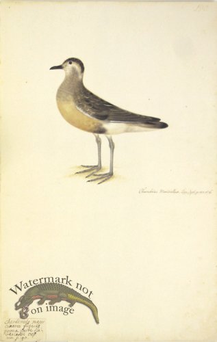 (image for) 190 Swedish Birds . Charadrius Morinellus.Eurasian Dotterel