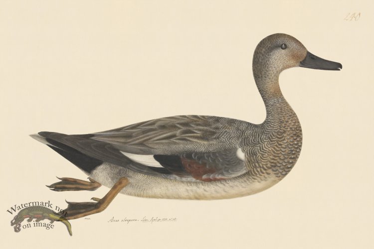 (image for) Rudbeck CFA 240 Godwall