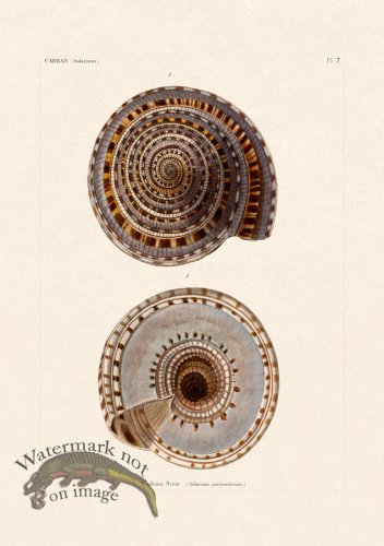 (image for) French Shell 007