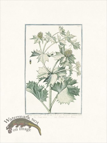 (image for) Bonelli 517 Seaside eryngo