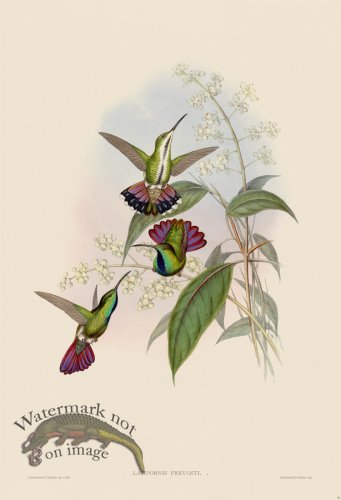 (image for) Gould Hummingbird 075