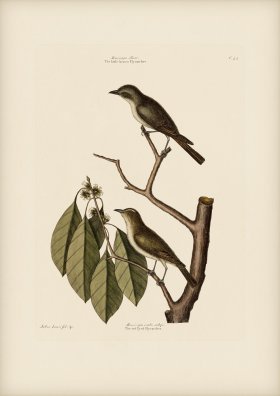 054 Red Eyed Flycatcher