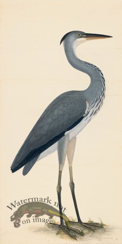 (image for) GREY HERON . PL 3