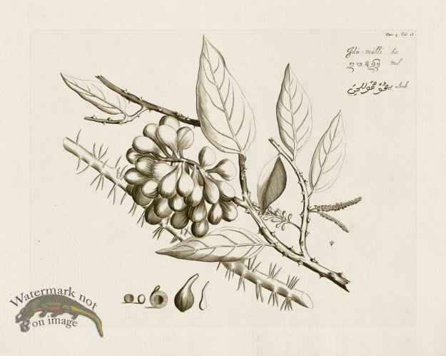 (image for) HORTUS VOL 04 18