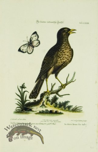 (image for) SB 25 La Grive Brune des Indes (Brown Indian Thrush)