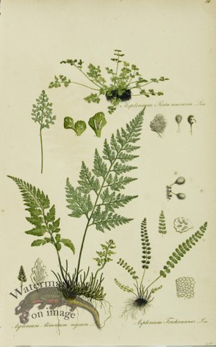 (image for) 1828_Gmp 076