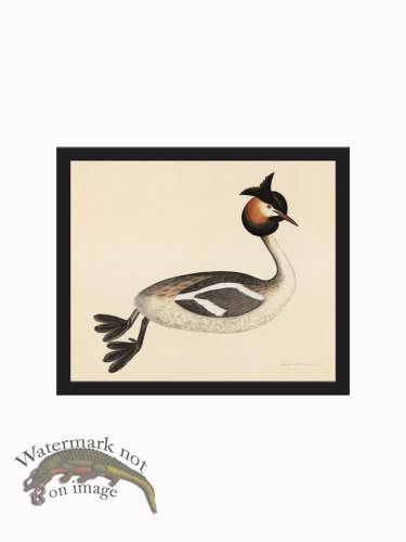 Rudbeck CFA_BF 34 Grebe