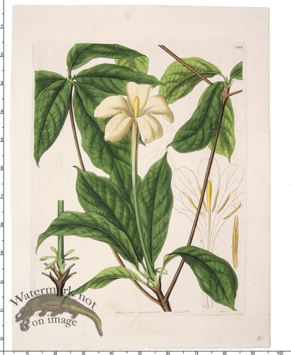 Curtis Botanical 075