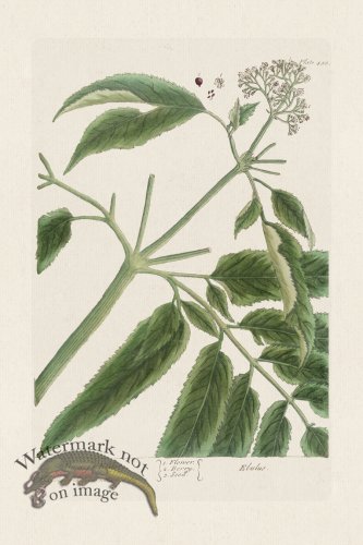 (image for) BEE 488 Dwarf=Elder