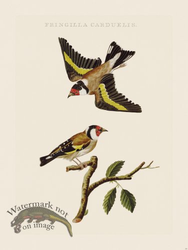 (image for) Nozeman Bird 201