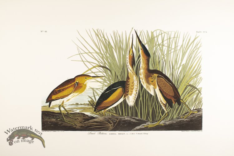 (image for) Least Bittern