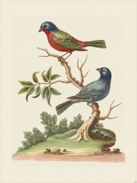 Edwards 130 The Painted-Finch