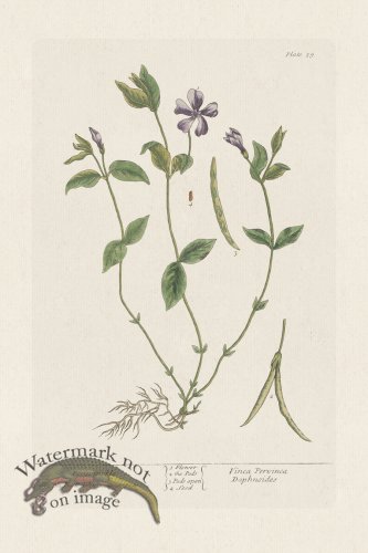 (image for) BEE 059 Perininckle