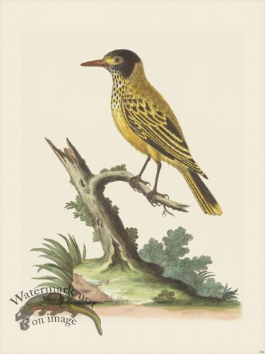 (image for) Edwards 186 Yelw Indn Starling