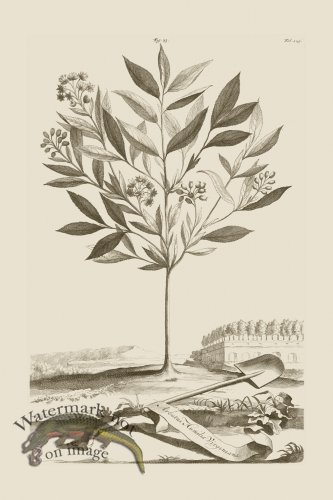 (image for) Abraham Munting 023