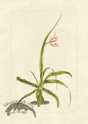 (image for) Edward bury 21