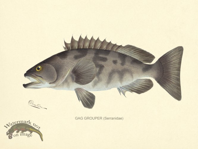 (image for) Grouper Gag