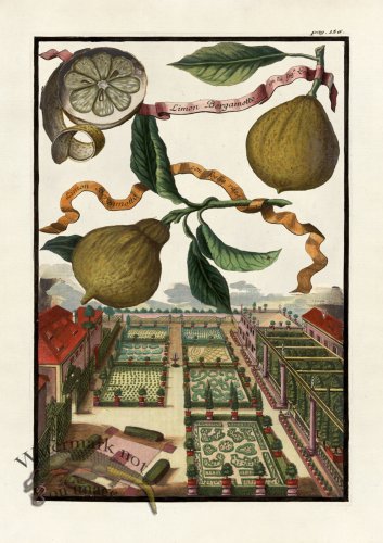 (image for) Volckamer 029