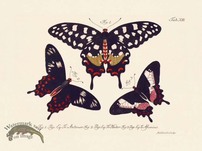 (image for) Jablonsky Butterfly 013