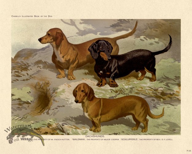 (image for) Cassell Dog 20