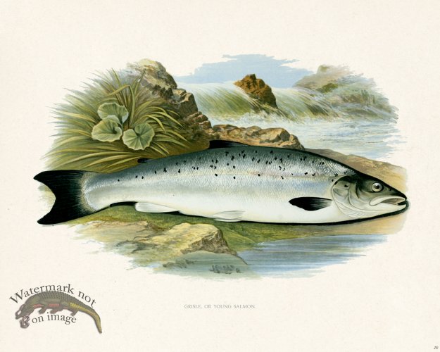 (image for) British FW 20