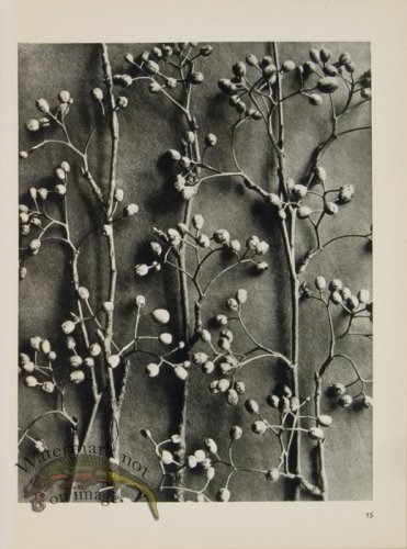 (image for) Blossfeldt T 015