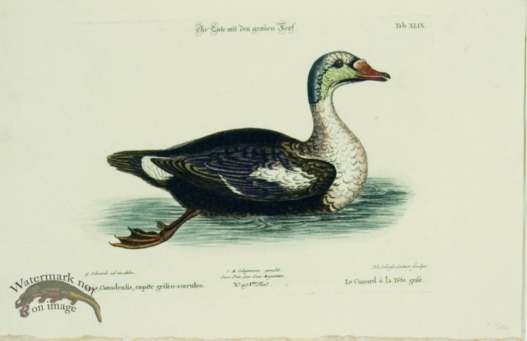 (image for) Seligmann Duck 11