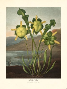 33 Pitcher Plant