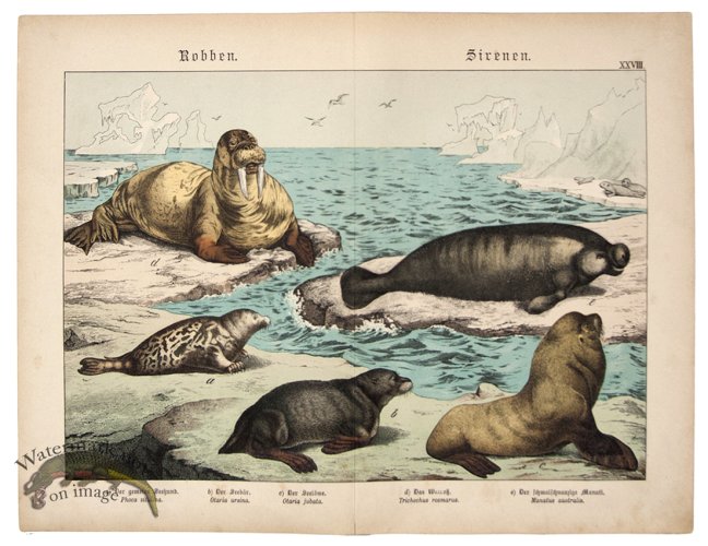 Seal Walrus Manatee