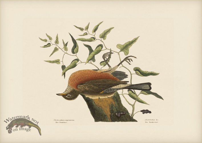 (image for) 029 Fieldfare