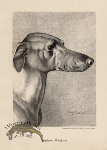 (image for) 1890s Dogs 22