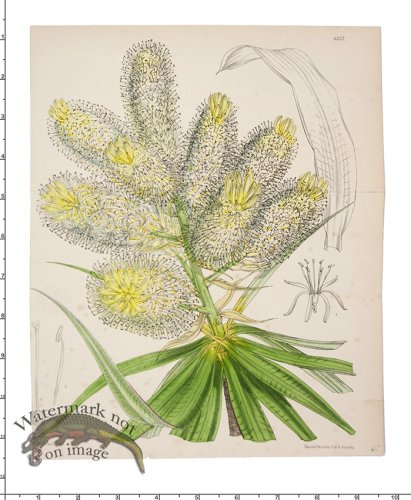 (image for) Curtis Botanical 058