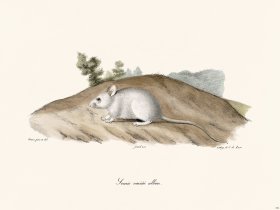 Cuvier 295 Dwarf Mulol