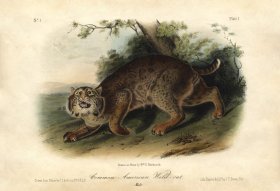 Common American Wild-Cat