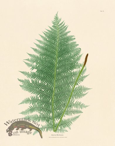 (image for) Bradbury Fern 09