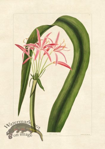 (image for) Edward bury 22